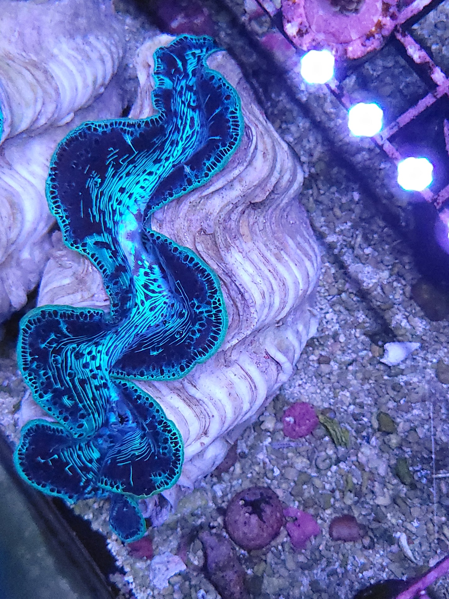 Maxima Clam Ultra 5-6"