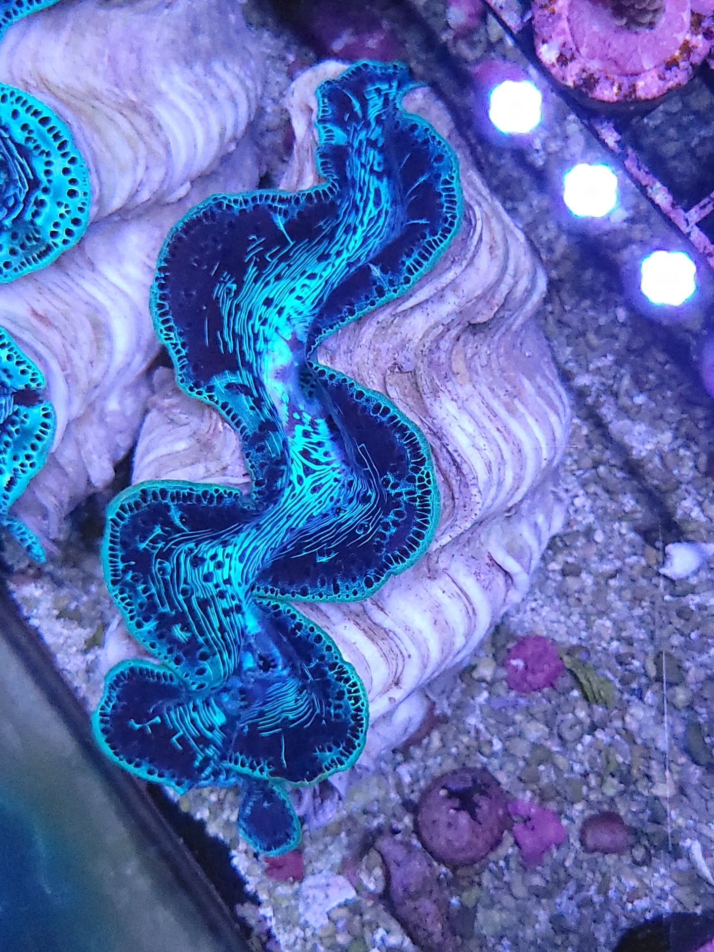 Maxima Clam Ultra 5-6"