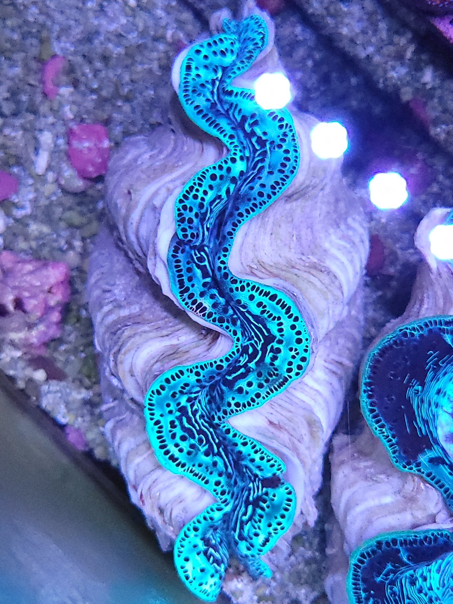 Maxima Clam ULTRA 5''-6''