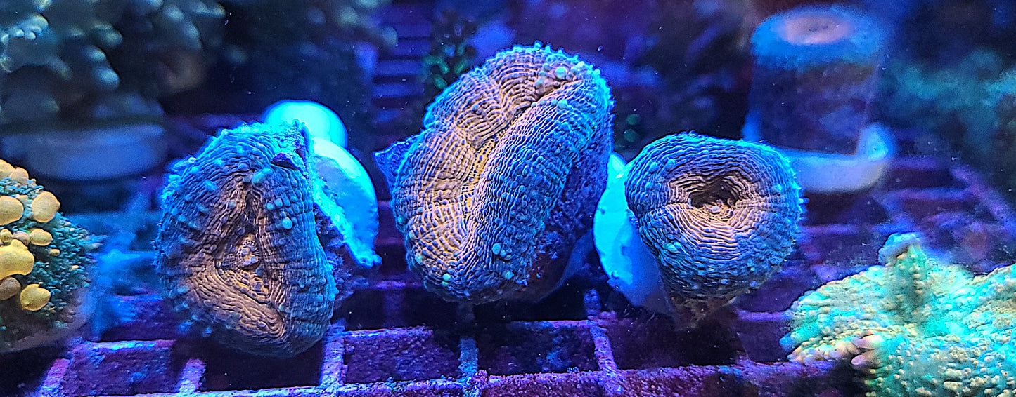 AUSSIE LOBO FIRE AND ICE Per polyp