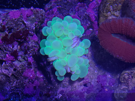 Bubble Coral Indo Green