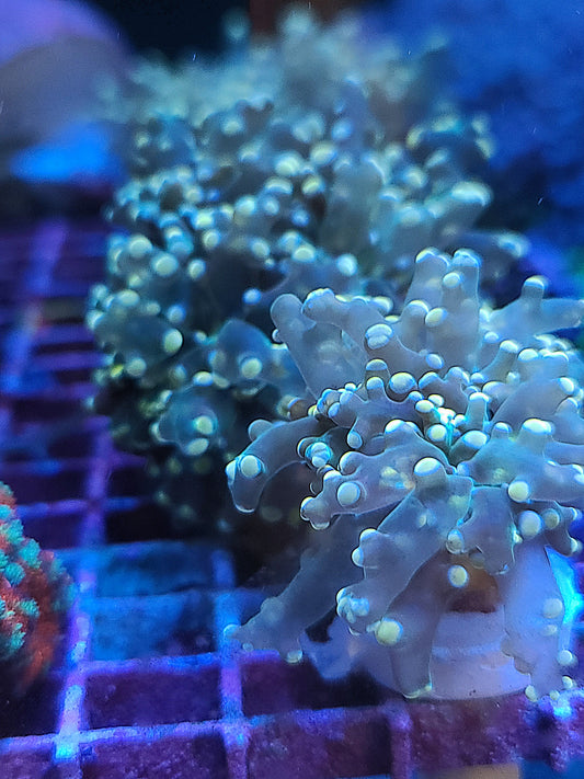 INDO FROGSPAWN BRANCH PEACH Per HEAD