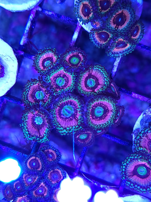 Asst. Zoanthid/Poly Frag Sm