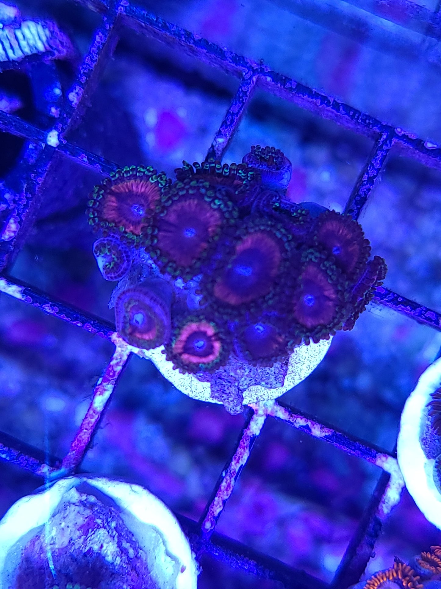 Asst. Zoanthid/Poly Frag Sm