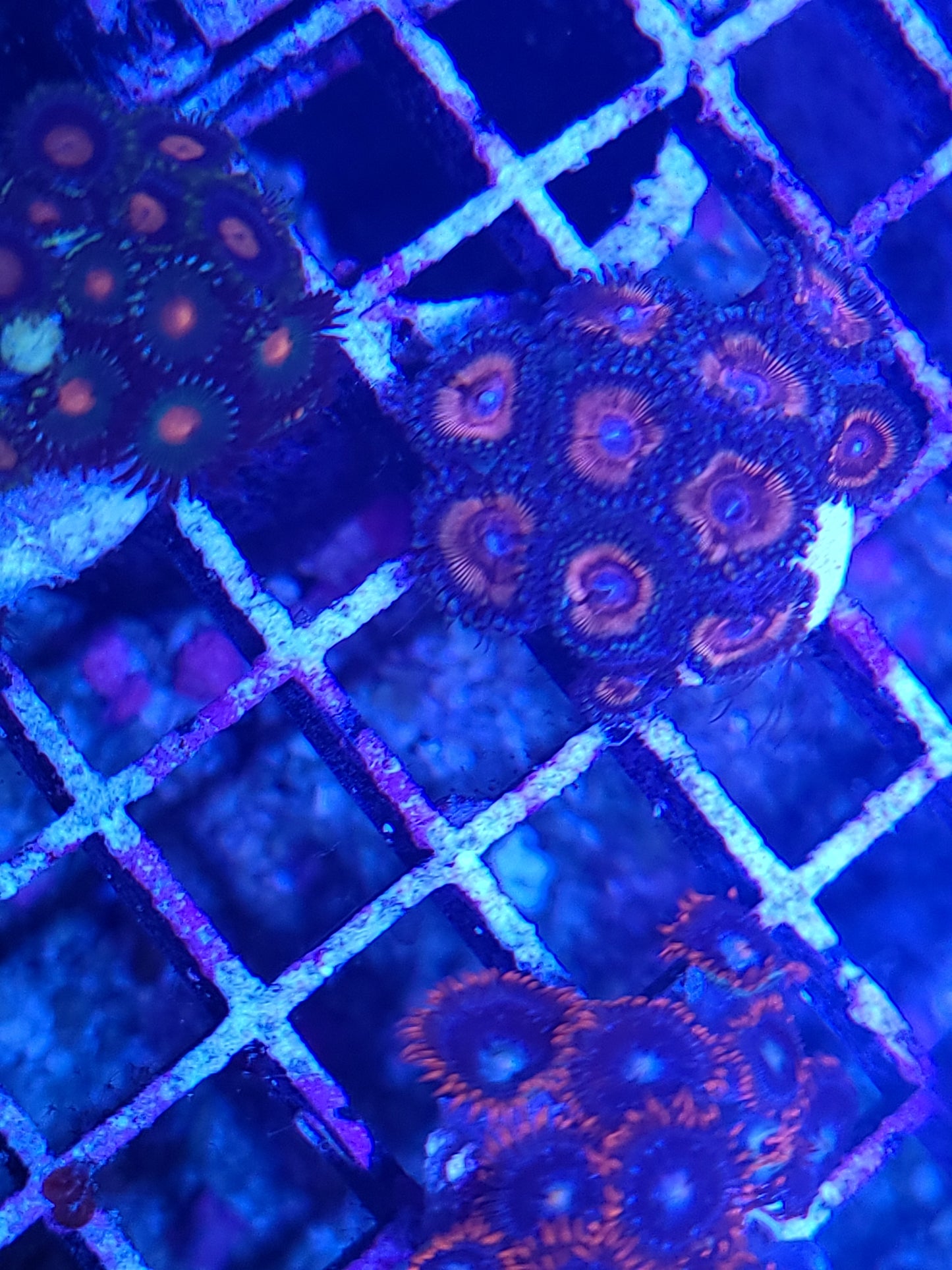 Asst. Zoanthid/Poly Frag Sm