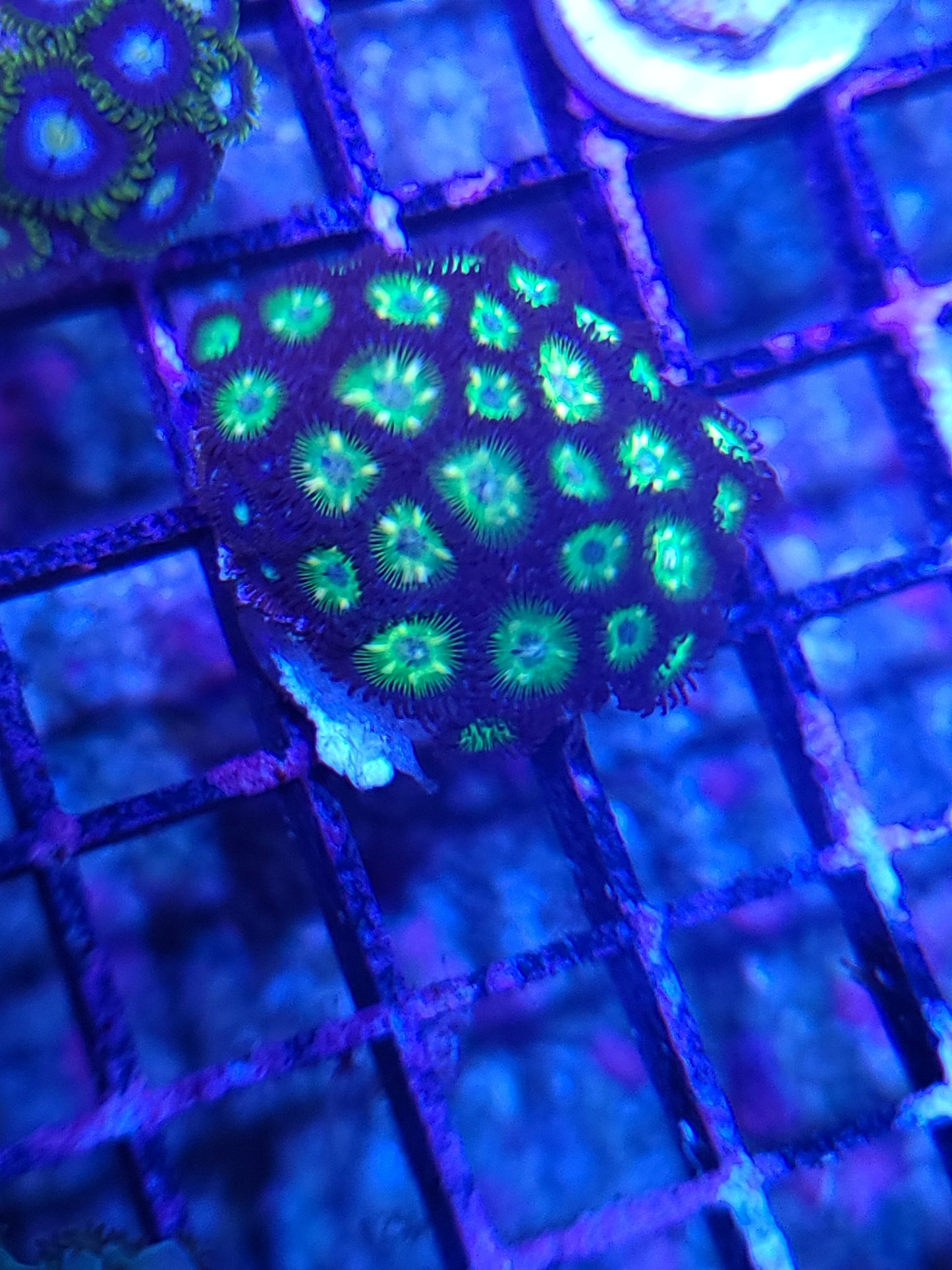 Asst. Zoanthid/Poly Frag Sm