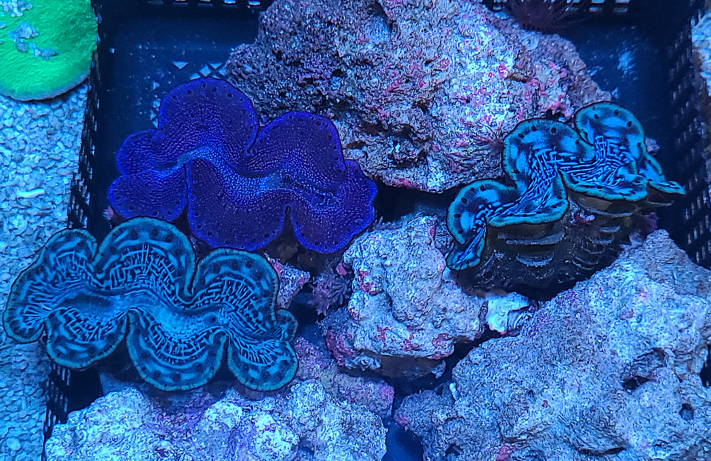 Red Sea Cultured Blue Maxima Clam