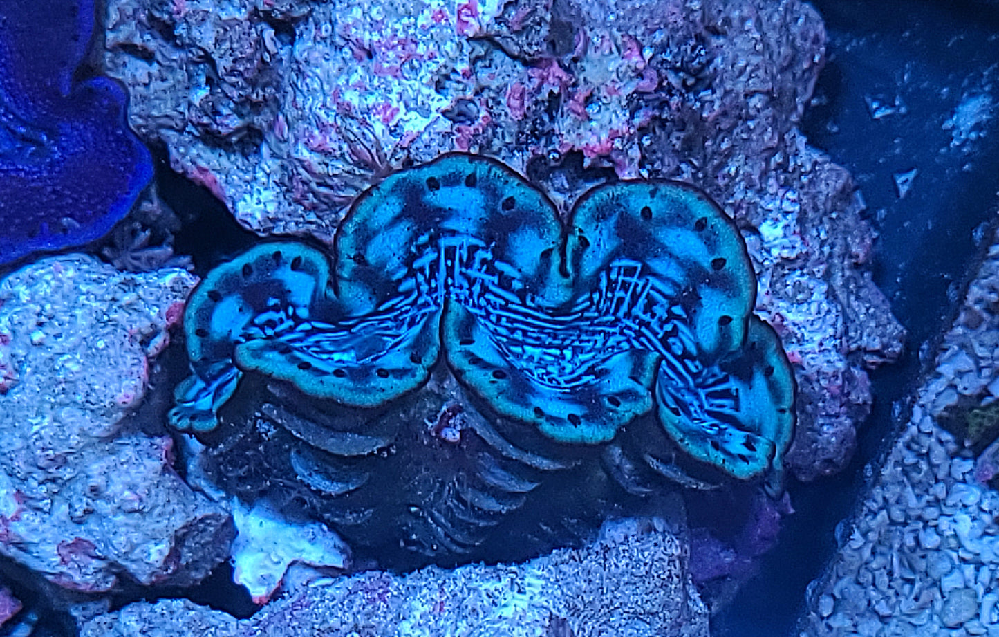 Red Sea Cultured Blue Maxima Clam