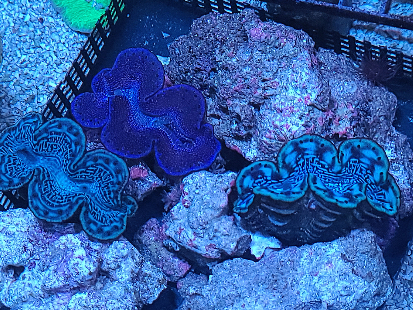 Red Sea Cultured Blue Maxima Clam