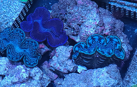 Red Sea Cultured Blue Maxima Clam