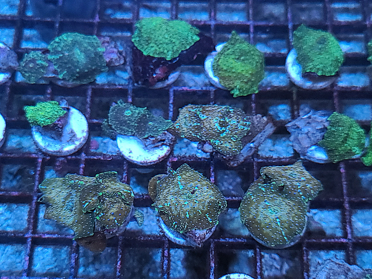 Vietnam Ultra Unique Discosoma Mushroom FRAGS