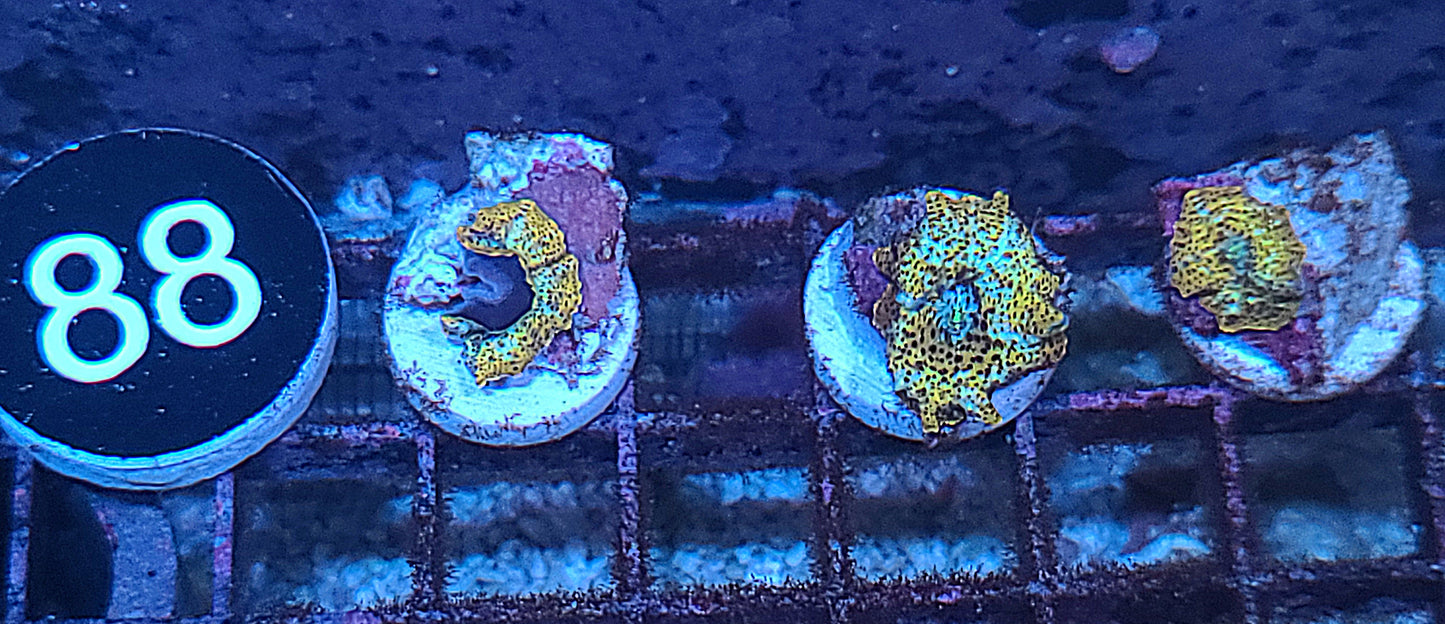 Rare Discosoma Mushroom Frag