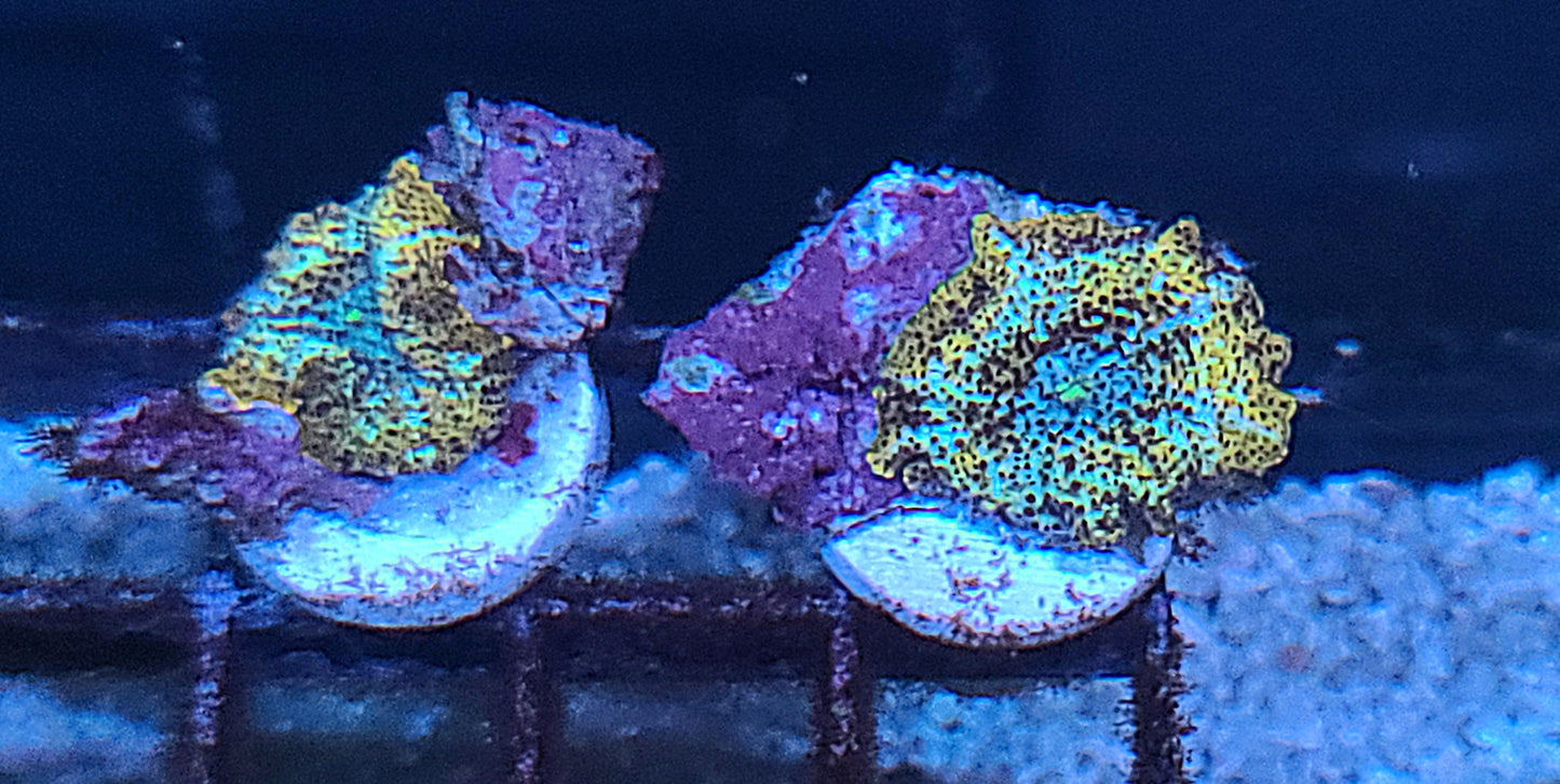 Rare Discosoma Mushroom Frag