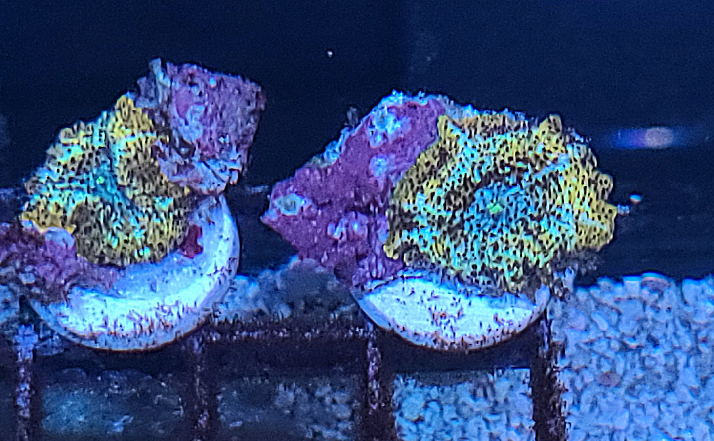 Rare Discosoma Mushroom Frag