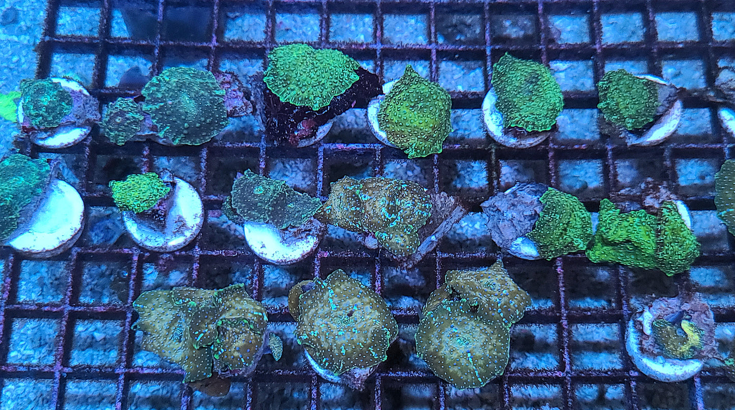 Vietnam Ultra Unique Discosoma Mushroom FRAGS