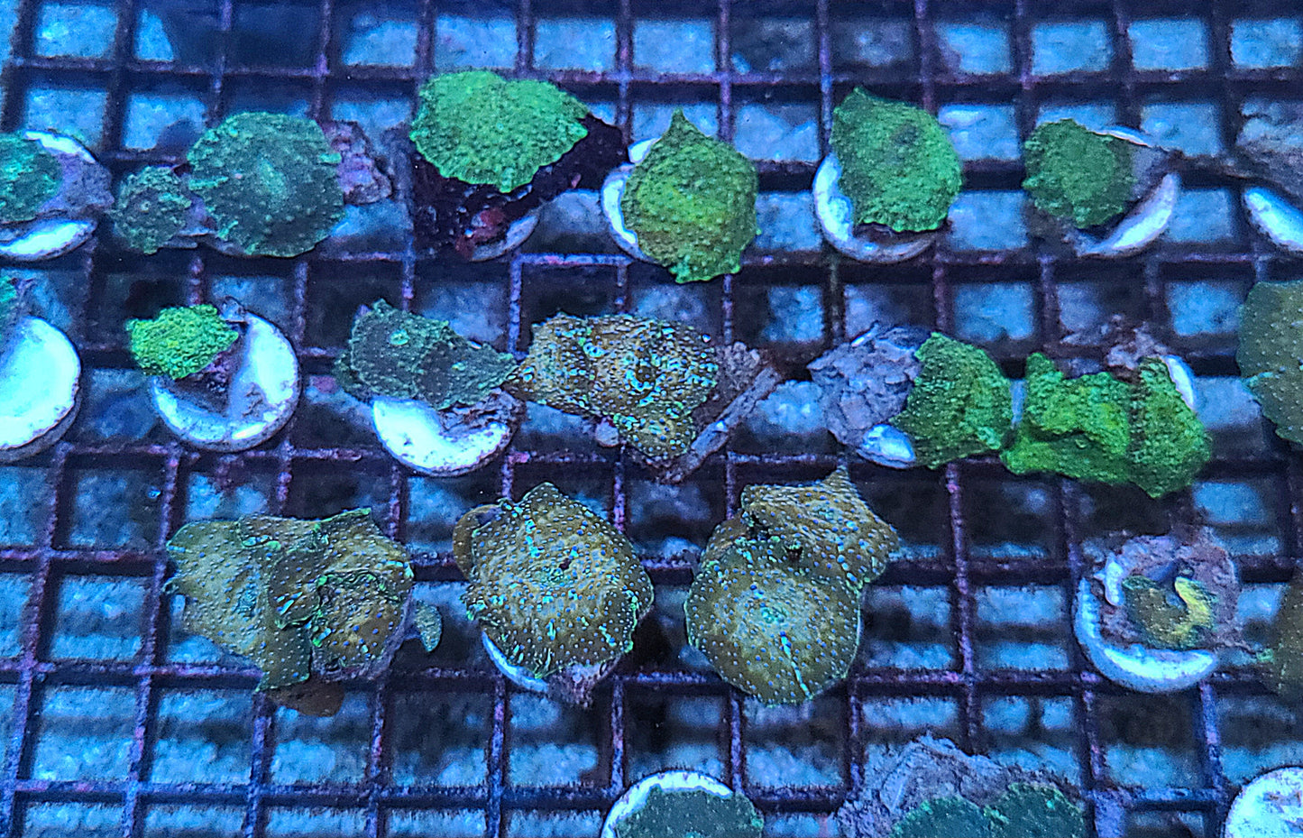 Vietnam Ultra Unique Discosoma Mushroom FRAGS