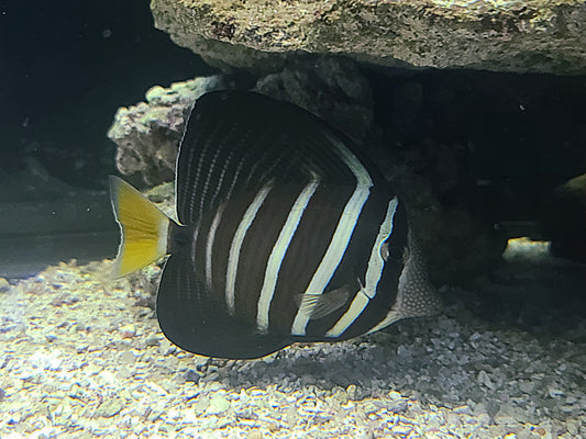 Sailfin Tang MD 3"-4"