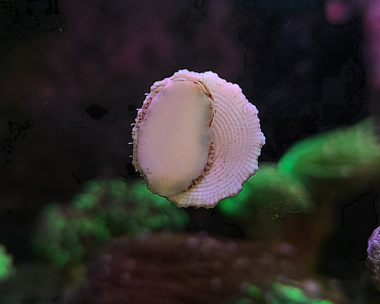 Trochus Snail Tectus fenestratus