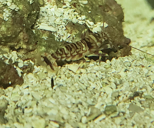 Tiger Pistol Shrimp-A. Bellulus