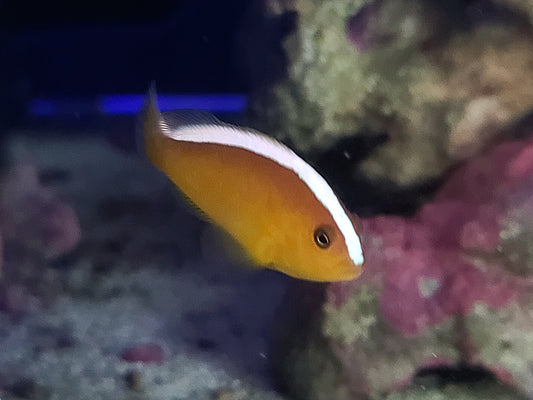 Orange Skunk Clown; True; Captive Bred. - Amphiprion sandaracinos