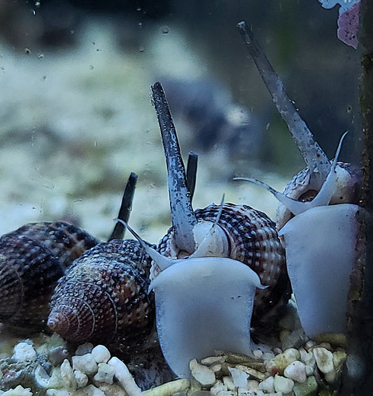 Snail Nassarius Nassarius sp.