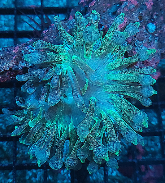 Anemone Bubble Green Entacmaea Quadricolor