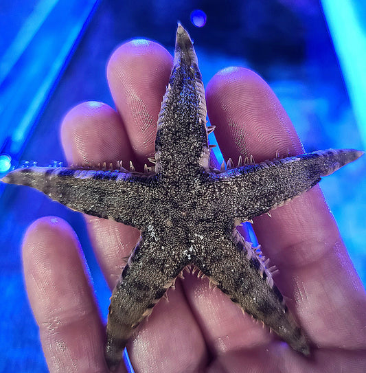 White Sand Star; Fiji - Archaster typicus 69875
