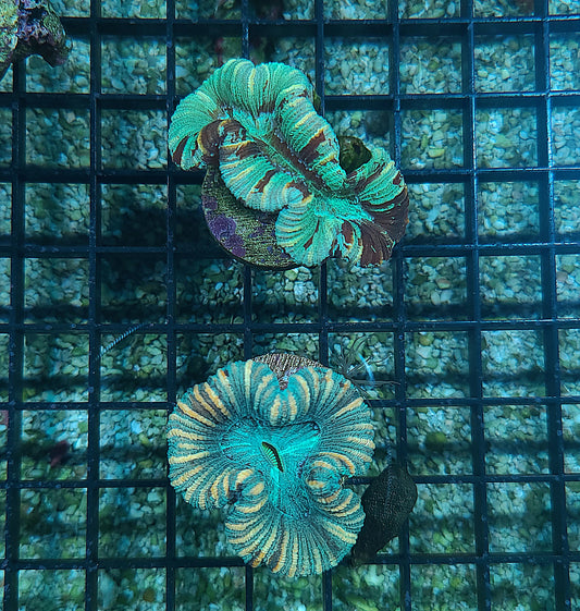 Western Australia Ultra Unique Trachyphyllia