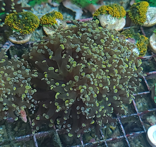 Indo Frogspawn Per head