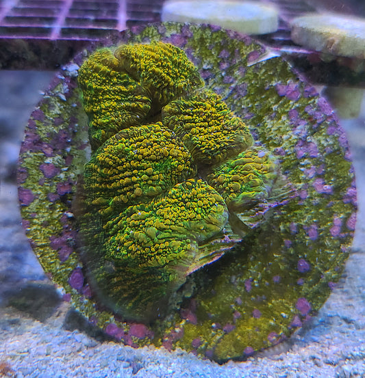 Stellaria Chalice Frags