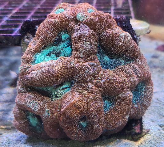 Lobophyllia Md