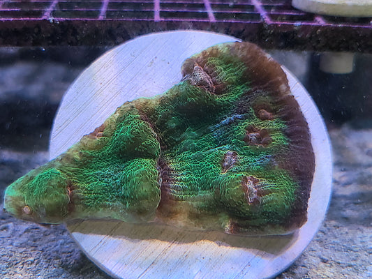 Blimey Limey Chalice Frag On Plate
