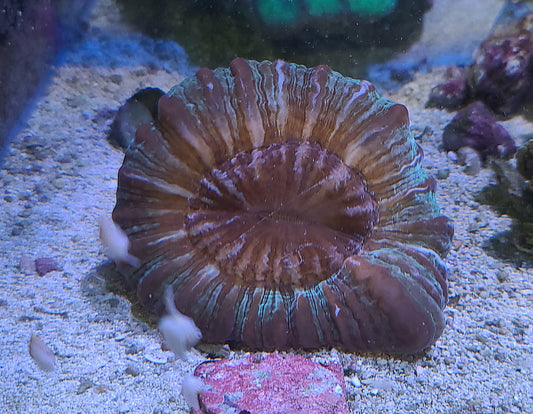 Scolymia Coral