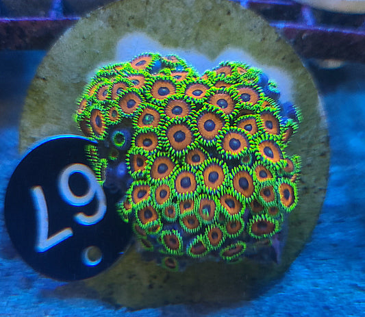 Zoanthid Chunk On Round Plate