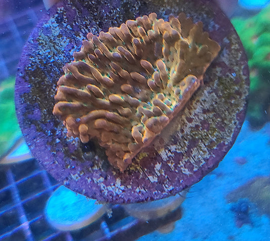 Slow Burn Montipora Small Frags