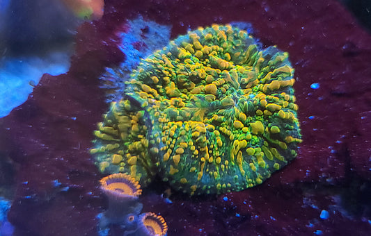 Chalice Coral