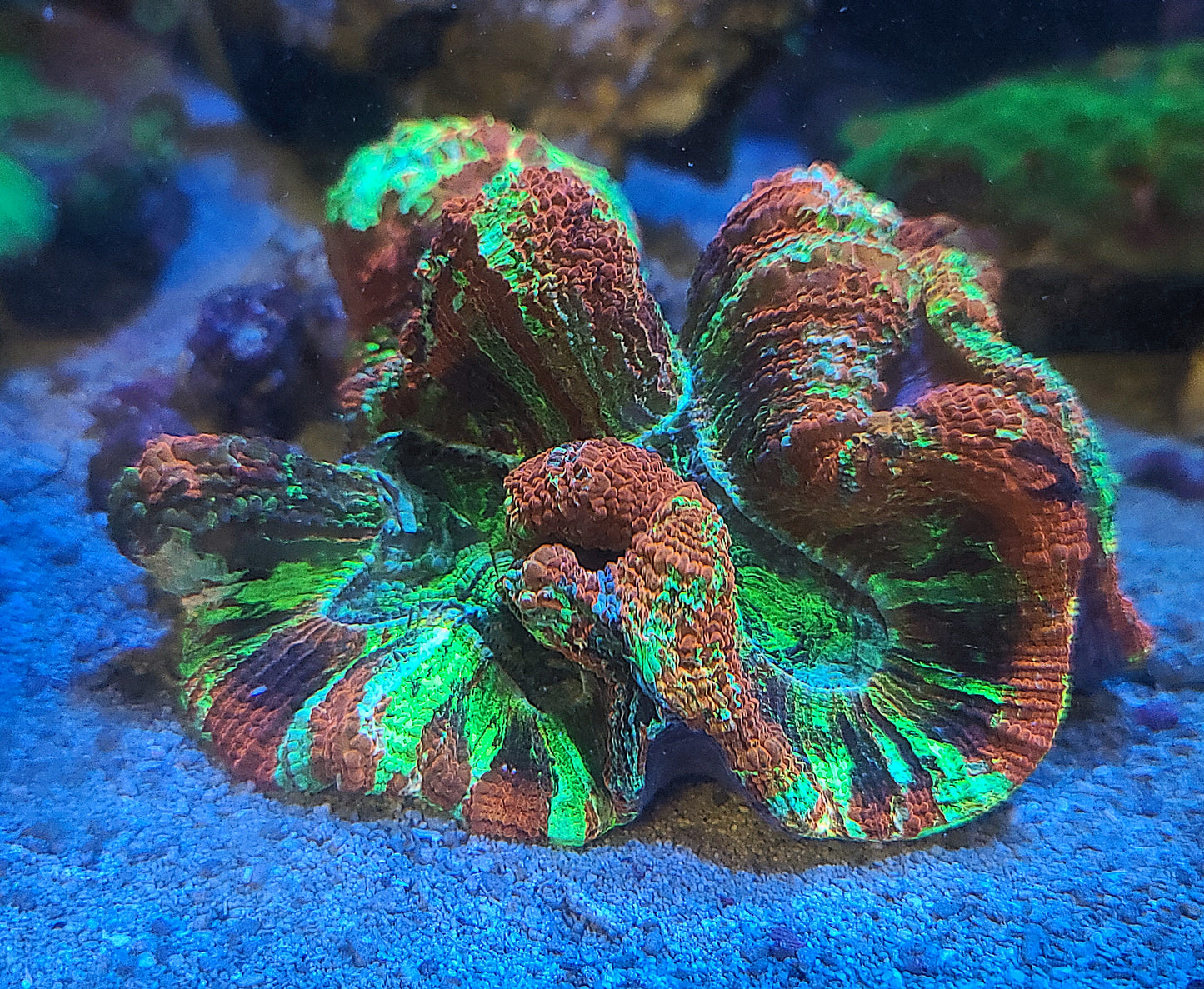 Ultra Wellsophyllia