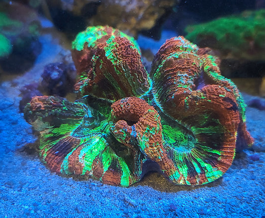 Ultra Wellsophyllia