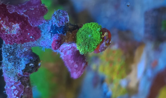 Green Ricordea Yuma Mushroom Single Polyp