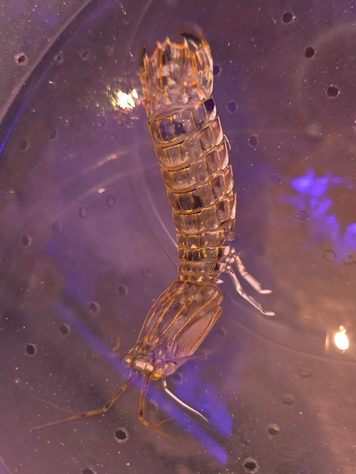 Mantis Shrimp; Colored - Odontodactylus sp. (PRE-ORDER)