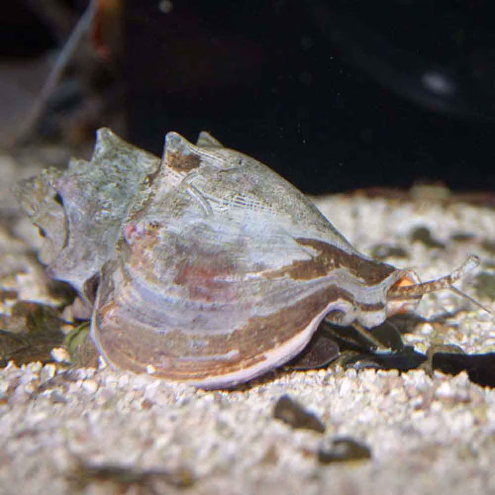 Snail Conch Fighting (Atl) Strombus Alatus