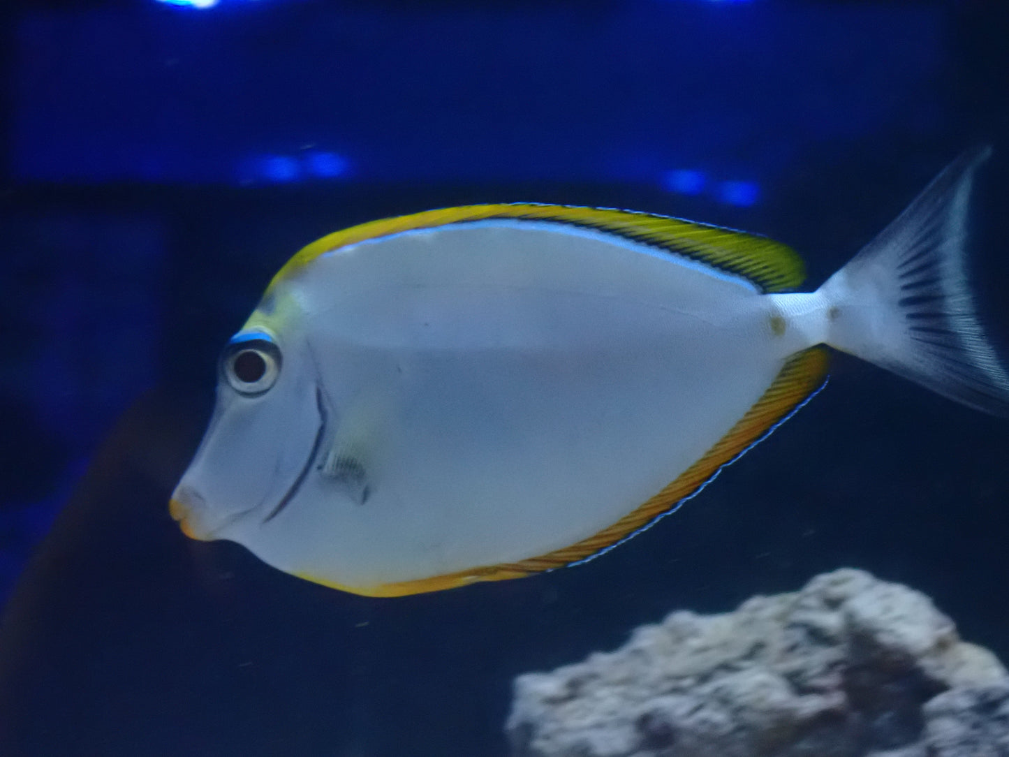 Blonde naso Tang Naso Lituratus