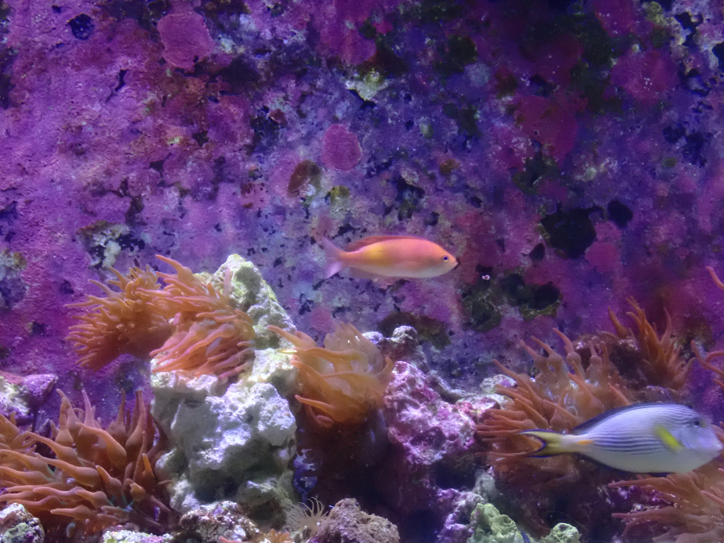 Anthias Red Fairy