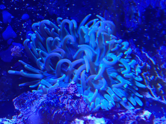 Long Tentacle Anenome LRG