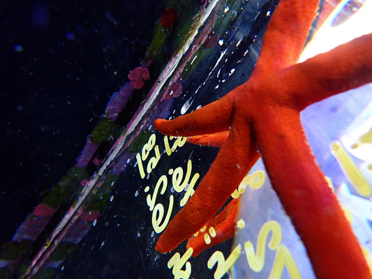Starfish Orange Lrg