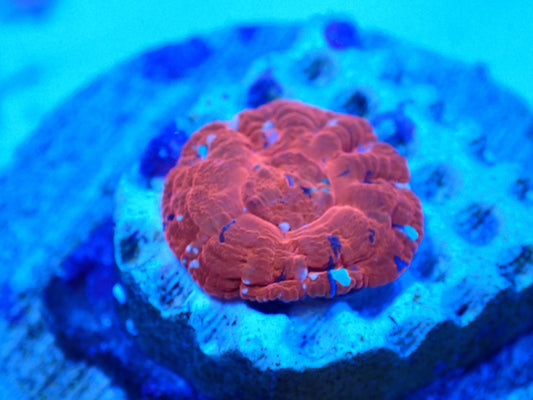 CAPTIVE SPAWNED Scoly