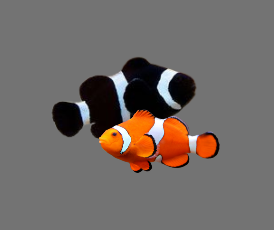 Clownfish Large Tank Raised PAIR 8989