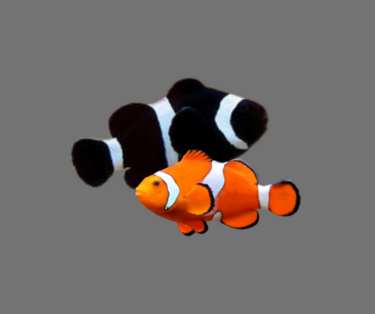Clownfish Large Tank Raised 8989