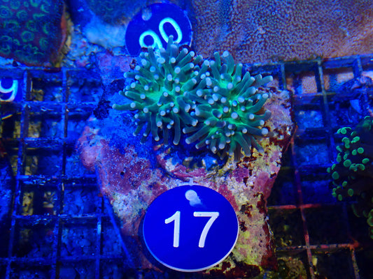 Cotton candy torch coral #17