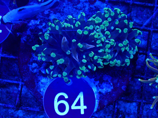 kryptonite frogspawn #64, #47, #69, #83.